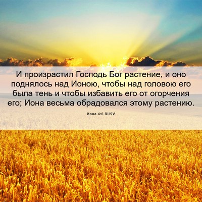 Picture 06 - Иона 4:6 RUSV - И произрастил Господь Бог - Bible Verse Picture