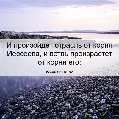 Picture 06 - Исаия 11:1 RUSV - И произойдет отрасль от - Bible Verse Picture