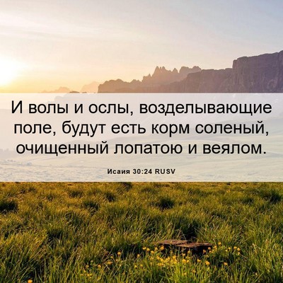 Picture 06 - Исаия 30:24 RUSV - И волы и ослы, - Bible Verse Picture