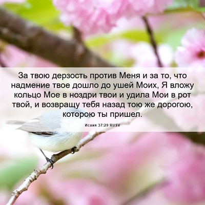 Picture 06 - Исаия 37:29 RUSV - За твою дерзость против - Bible Verse Picture
