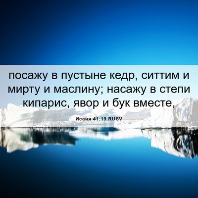Picture 06 - Исаия 41:19 RUSV - посажу в пустыне кедр, - Bible Verse Picture