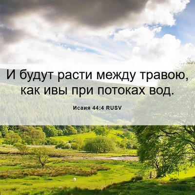 Picture 06 - Исаия 44:4 RUSV - И будут расти между травою, - Bible Verse Picture