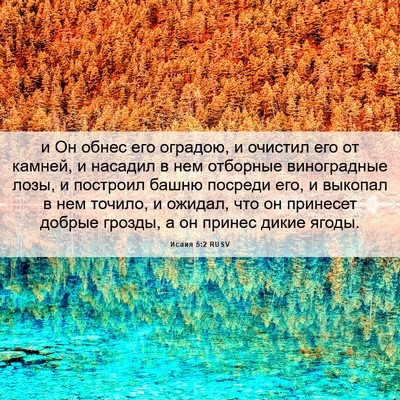 Picture 06 - Исаия 5:2 RUSV - и Он обнес его оградою, и - Bible Verse Picture
