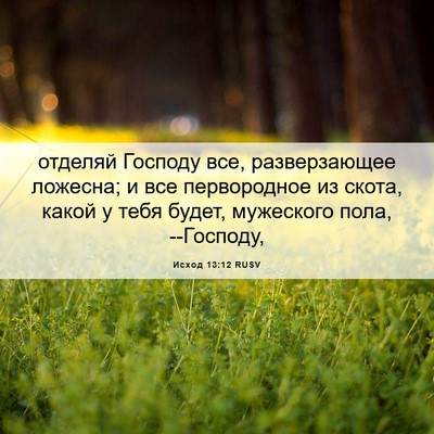 Picture 06 - Исход 13:12 RUSV - отделяй Господу все, - Bible Verse Picture