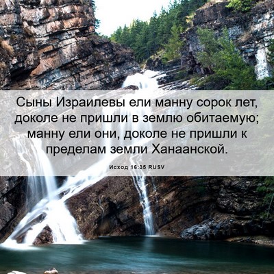 Picture 06 - Исход 16:35 RUSV - Сыны Израилевы ели манну - Bible Verse Picture