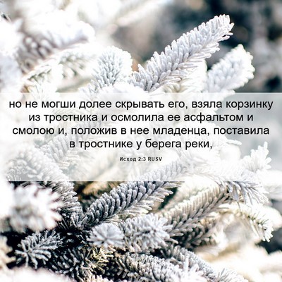 Picture 06 - Исход 2:3 RUSV - но не могши долее скрывать - Bible Verse Picture