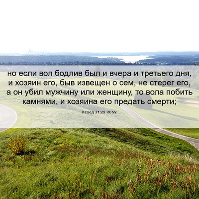 Picture 06 - Исход 21:29 RUSV - но если вол бодлив был и - Bible Verse Picture