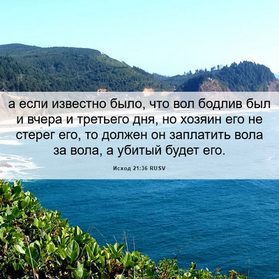 Picture 06 - Исход 21:36 RUSV - а если известно было, что - Bible Verse Picture