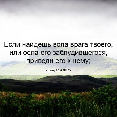 Picture 06 - Исход 23:4 RUSV - Если найдешь вола врага - Bible Verse Picture
