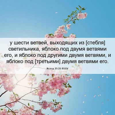 Picture 06 - Исход 25:35 RUSV - у шести ветвей, выходящих - Bible Verse Picture