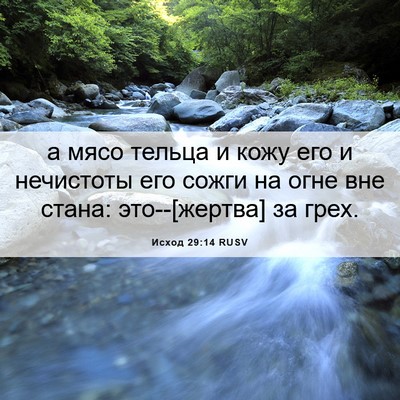 Picture 06 - Исход 29:14 RUSV - а мясо тельца и кожу его и - Bible Verse Picture