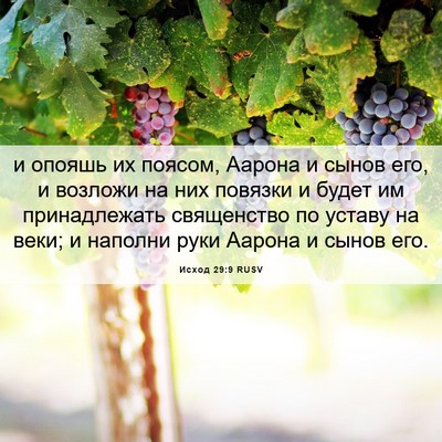 Picture 06 - Исход 29:9 RUSV - и опояшь их поясом, Аарона - Bible Verse Picture