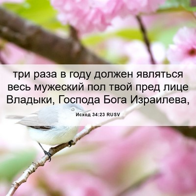 Picture 06 - Исход 34:23 RUSV - три раза в году должен - Bible Verse Picture