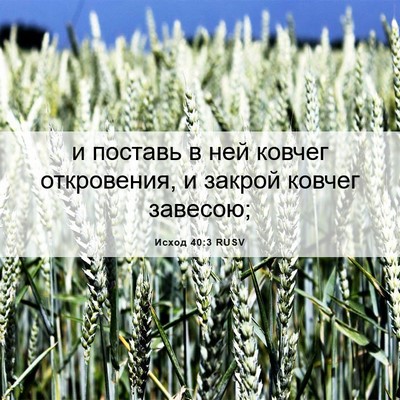 Picture 06 - Исход 40:3 RUSV - и поставь в ней ковчег - Bible Verse Picture