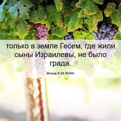 Picture 06 - Исход 9:26 RUSV - только в земле Гесем, где - Bible Verse Picture
