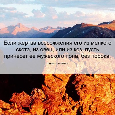 Picture 06 - Левит 1:10 RUSV - Если жертва всесожжения - Bible Verse Picture