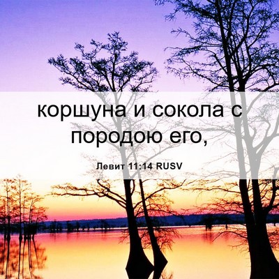 Picture 06 - Левит 11:14 RUSV - коршуна и сокола с породою - Bible Verse Picture