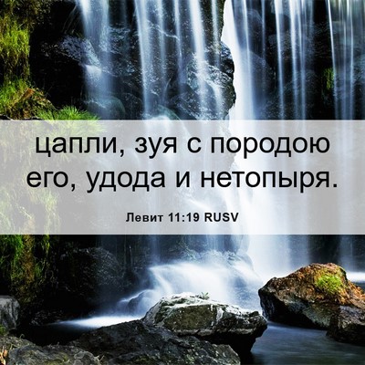 Picture 06 - Левит 11:19 RUSV - цапли, зуя с породою его, - Bible Verse Picture