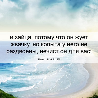 Picture 06 - Левит 11:6 RUSV - и зайца, потому что он жует - Bible Verse Picture