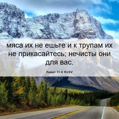 Picture 06 - Левит 11:8 RUSV - мяса их не ешьте и к трупам - Bible Verse Picture