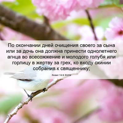 Picture 06 - Левит 12:6 RUSV - По окончании дней очищения - Bible Verse Picture
