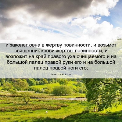 Picture 06 - Левит 14:25 RUSV - и заколет овна в жертву - Bible Verse Picture