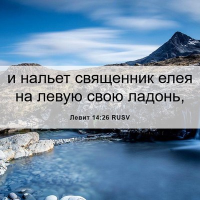 Picture 06 - Левит 14:26 RUSV - и нальет священник елея на - Bible Verse Picture