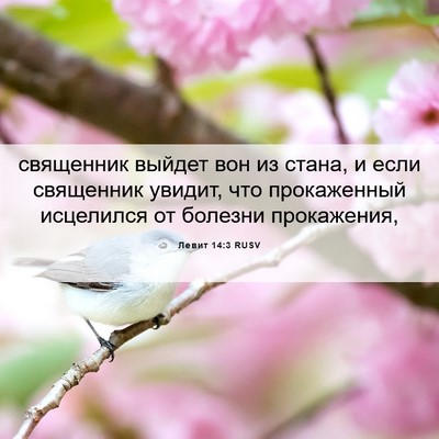 Picture 06 - Левит 14:3 RUSV - священник выйдет вон из - Bible Verse Picture