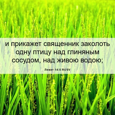 Picture 06 - Левит 14:5 RUSV - и прикажет священник - Bible Verse Picture