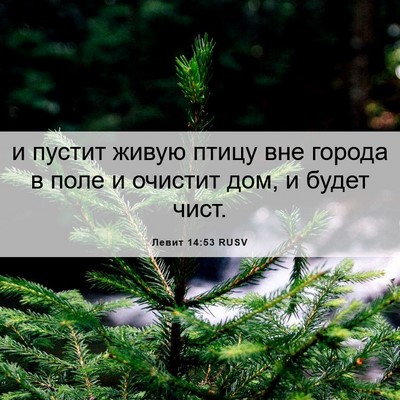 Picture 06 - Левит 14:53 RUSV - и пустит живую птицу вне - Bible Verse Picture
