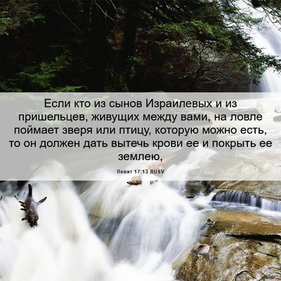 Picture 06 - Левит 17:13 RUSV - Если кто из сынов - Bible Verse Picture