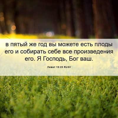 Picture 06 - Левит 19:25 RUSV - в пятый же год вы можете - Bible Verse Picture