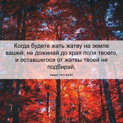 Picture 06 - Левит 19:9 RUSV - Когда будете жать жатву на - Bible Verse Picture