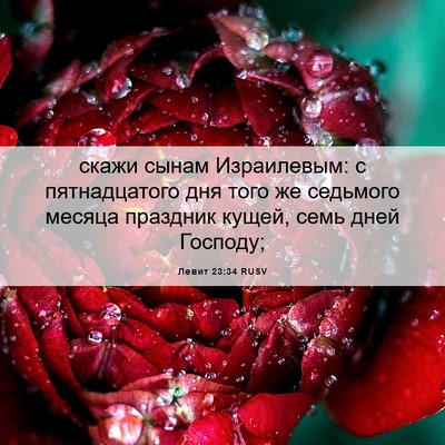 Picture 06 - Левит 23:34 RUSV - скажи сынам Израилевым: с - Bible Verse Picture