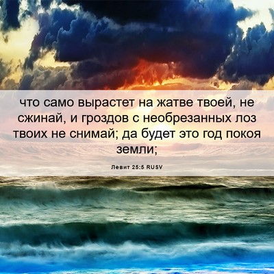 Picture 06 - Левит 25:5 RUSV - что само вырастет на жатве - Bible Verse Picture