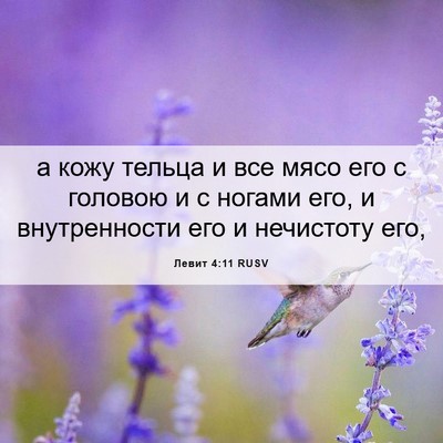 Picture 06 - Левит 4:11 RUSV - а кожу тельца и все мясо - Bible Verse Picture