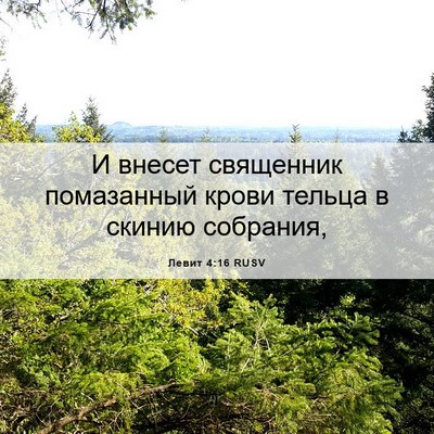 Picture 06 - Левит 4:16 RUSV - И внесет священник - Bible Verse Picture