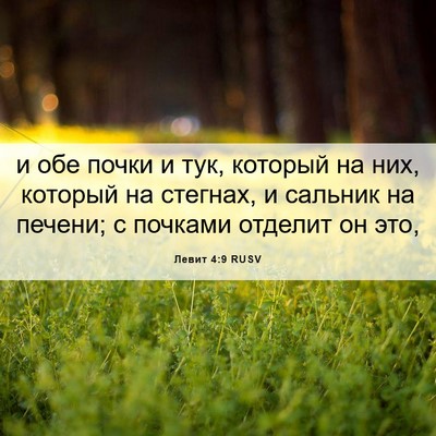 Picture 06 - Левит 4:9 RUSV - и обе почки и тук, который - Bible Verse Picture