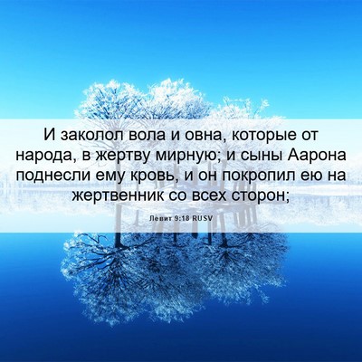 Picture 06 - Левит 9:18 RUSV - И заколол вола и овна, - Bible Verse Picture