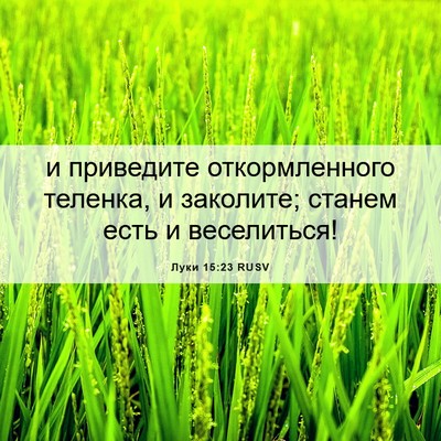 Picture 06 - Луки 15:23 RUSV - и приведите откормленного - Bible Verse Picture