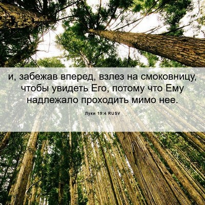 Picture 06 - Луки 19:4 RUSV - и, забежав вперед, взлез на - Bible Verse Picture