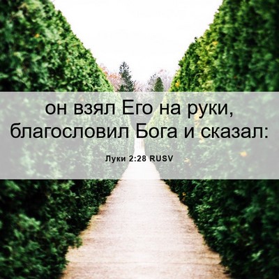 Picture 06 - Луки 2:28 RUSV - он взял Его на руки, - Bible Verse Picture