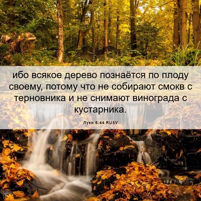 Picture 06 - Луки 6:44 RUSV - ибо всякое дерево - Bible Verse Picture