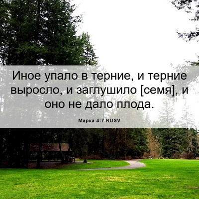 Picture 06 - Марка 4:7 RUSV - Иное упало в терние, и - Bible Verse Picture