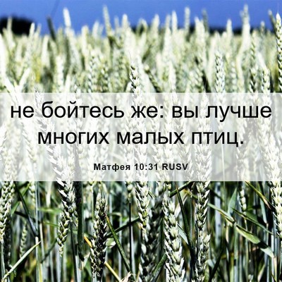 Picture 06 - Матфея 10:31 RUSV - не бойтесь же: вы лучше - Bible Verse Picture