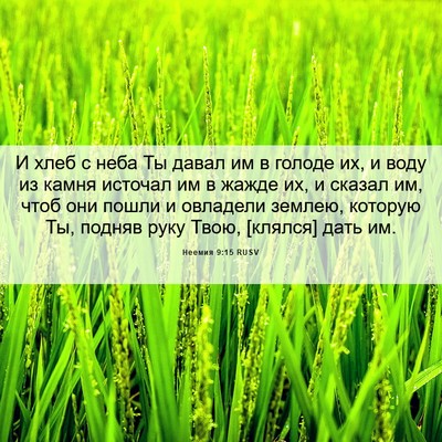 Picture 06 - Неемия 9:15 RUSV - И хлеб с неба Ты давал им в - Bible Verse Picture