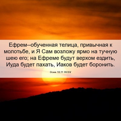 Picture 06 - Осия 10:11 RUSV - Ефрем--обученная телица, - Bible Verse Picture
