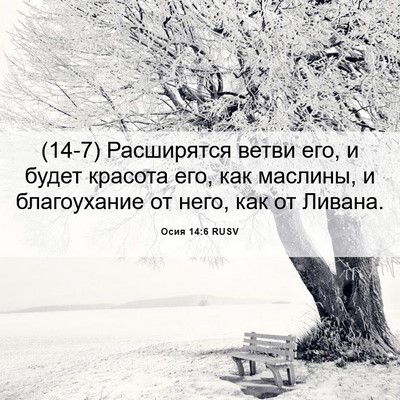 Picture 06 - Осия 14:6 RUSV - (14-7) Расширятся ветви его, и - Bible Verse Picture