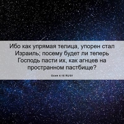 Picture 06 - Осия 4:16 RUSV - Ибо как упрямая телица, - Bible Verse Picture