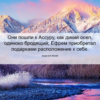 Picture 06 - Осия 8:9 RUSV - Они пошли к Ассуру, как - Bible Verse Picture